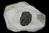Adrisiops Weugi Trilobite - Recently Described Phacopid #137919-1